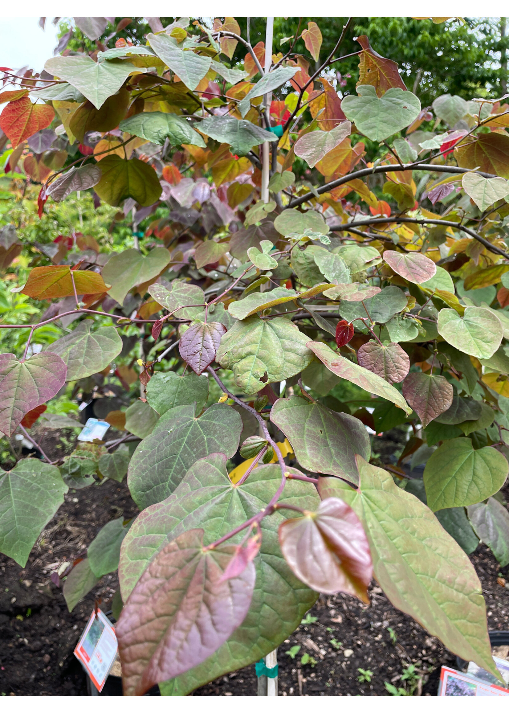 Cercis can. Purple Rain Redbud - Eastern Weeping, #7