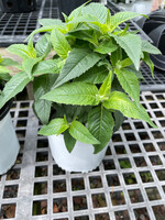 Monarda did. Balmy lilac, Bee Balm,  #1 Container