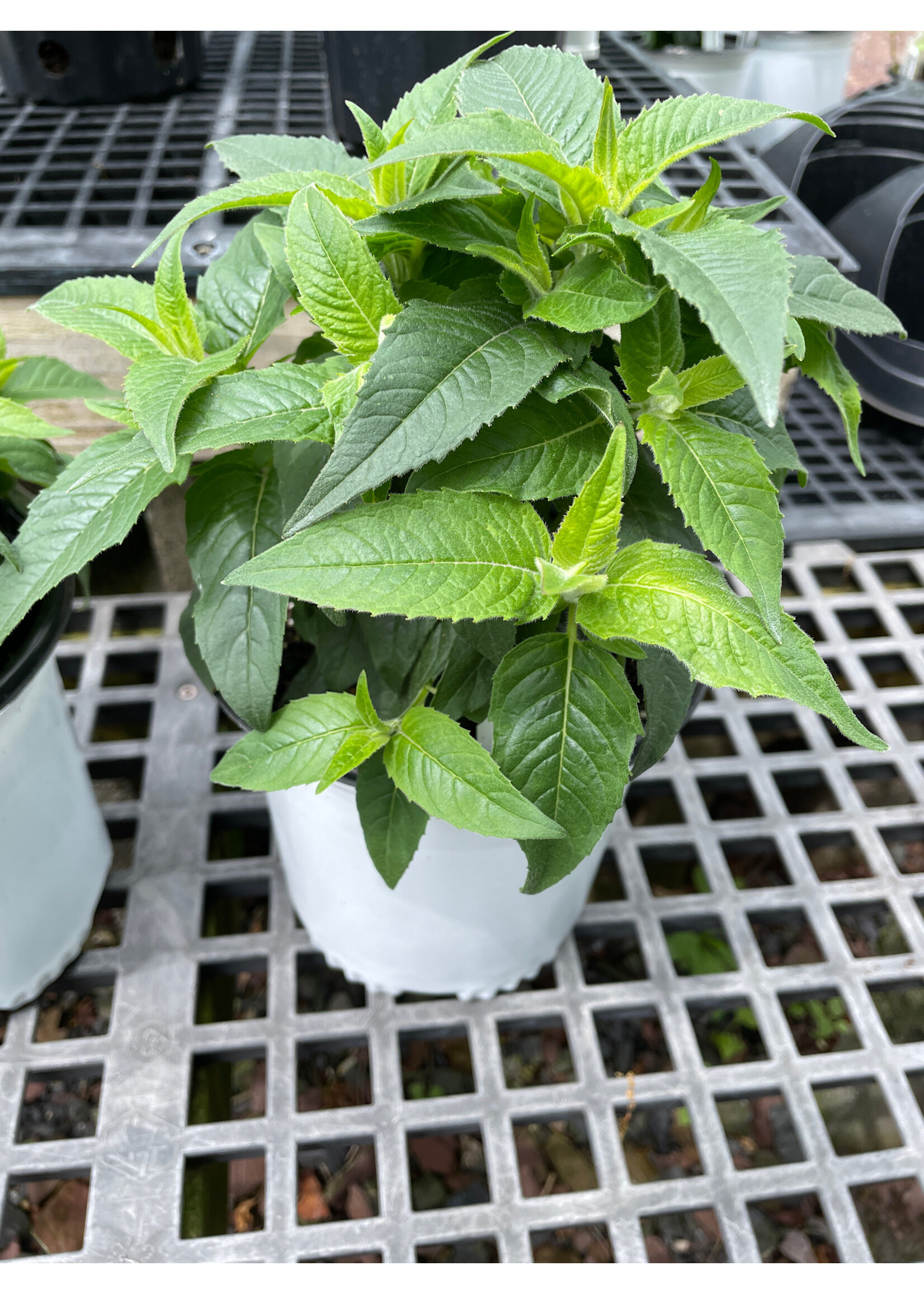 Monarda did. Balmy lilac, Bee Balm,  #1 Container