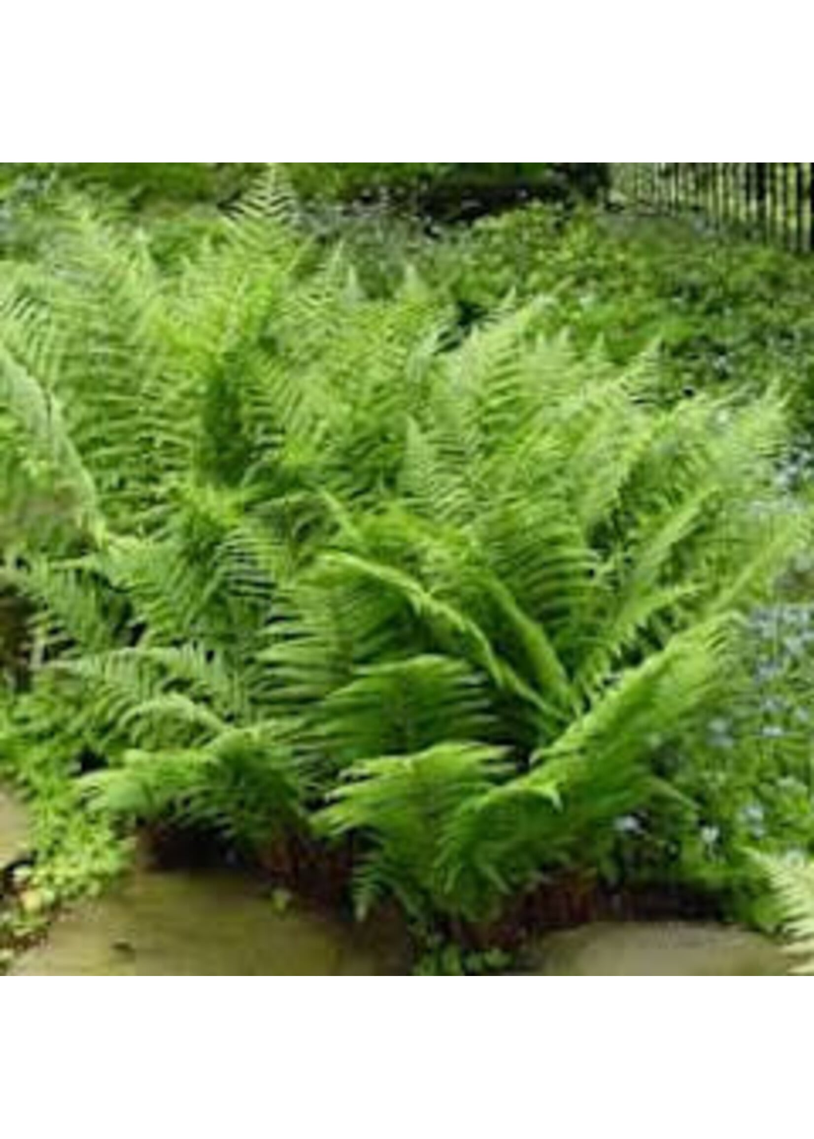 Athyrium felix-femina, Lady fern,