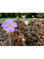 Geranium maculatum 'Huggy Bear', Geranium,  #1 container