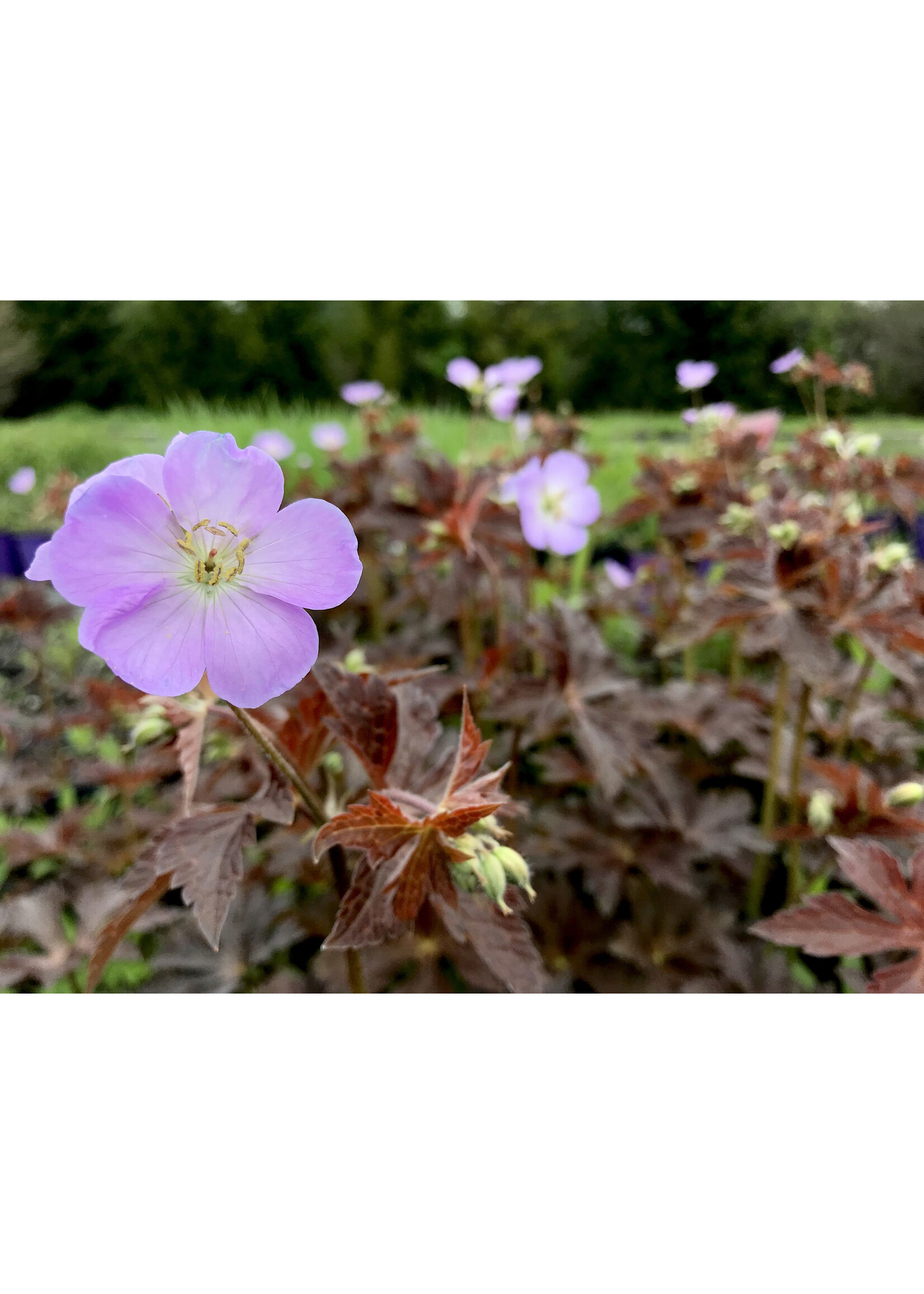 Geranium maculatum 'Huggy Bear', Geranium,  #1 container