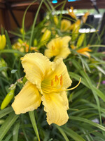 Hemerocallis Fragrant Returns  Daylily, Fragrant Returns, #1