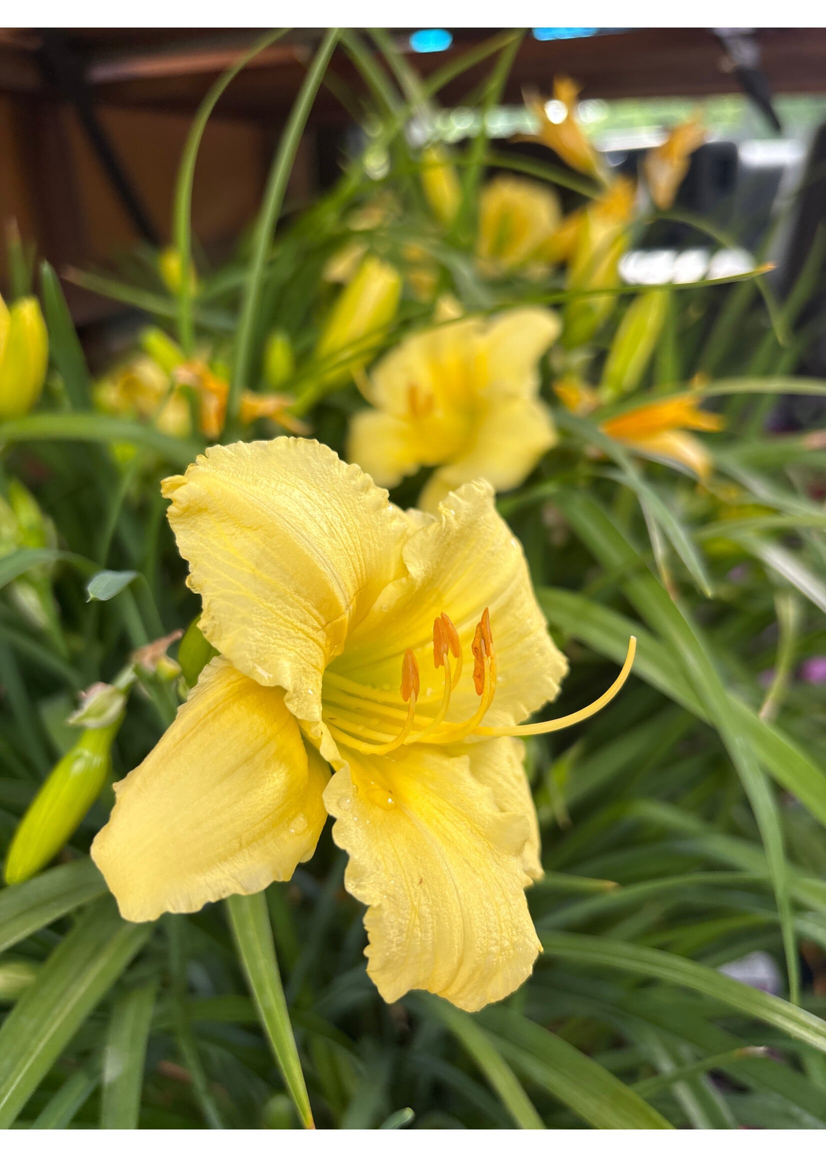 Hemerocallis Fragrant Returns  Daylily, Fragrant Returns, #1