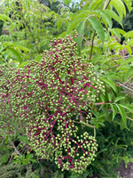 Sambucus can. Elderberry, #1