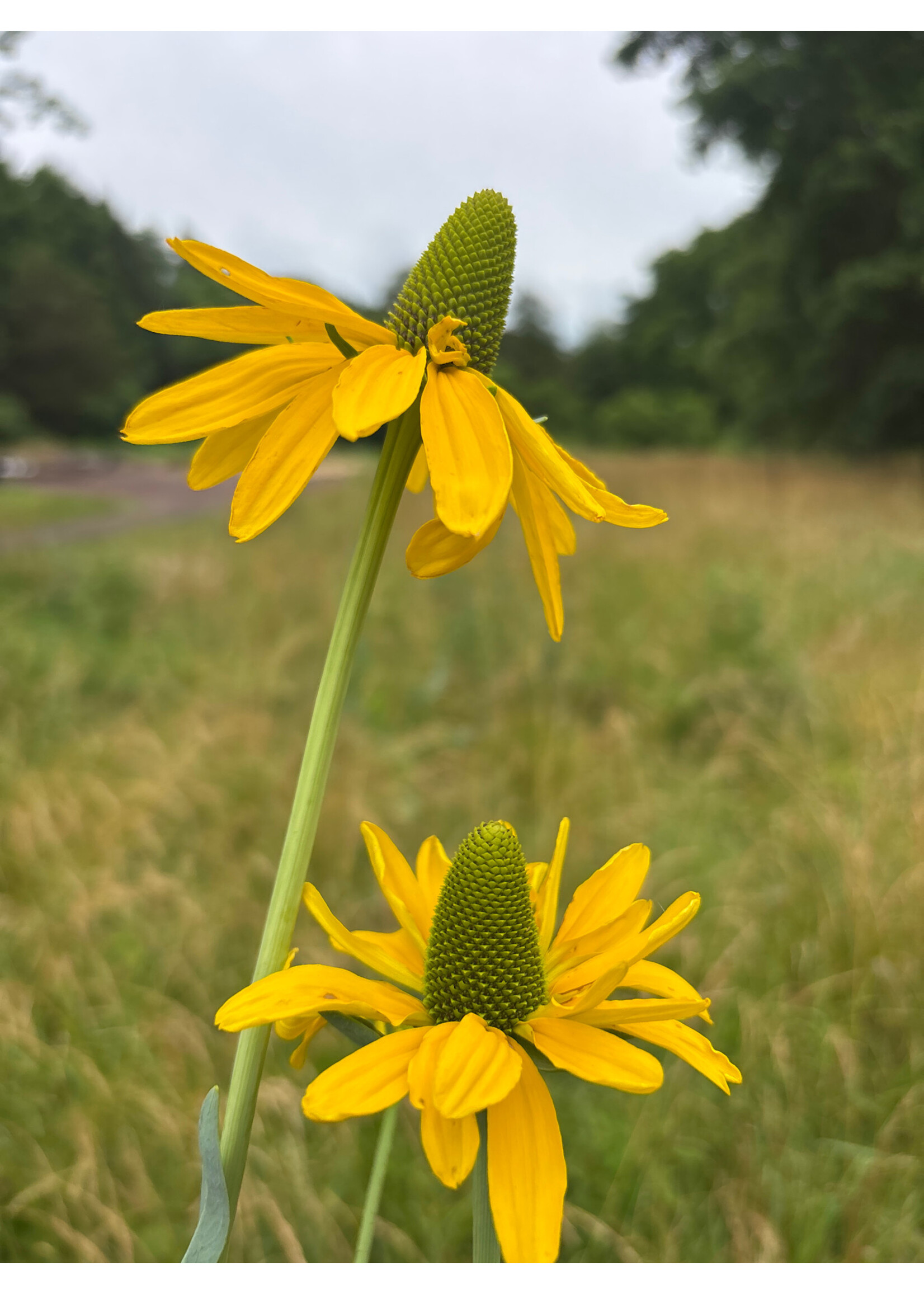 Rudbeckia Maximum, Giant Coneflower #2 container