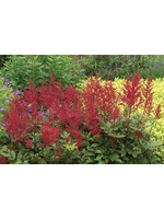 Astilbe Red Sentinal Astilbe, #1