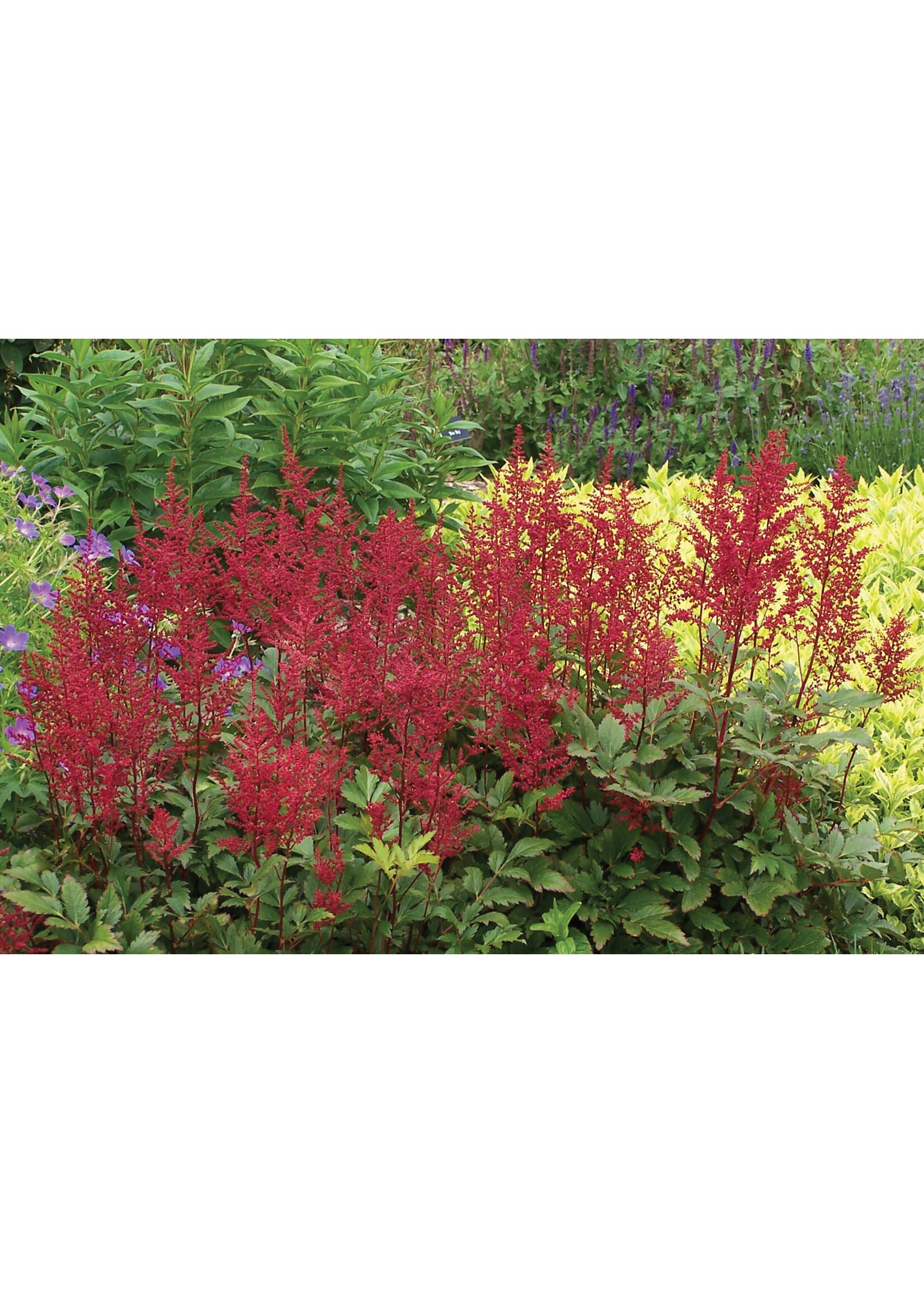 Astilbe Red Sentinal Astilbe, #1