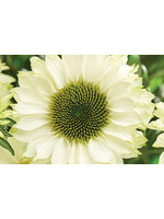 Echinacea pur. Sunseekers White Perfection, Coneflower, #1