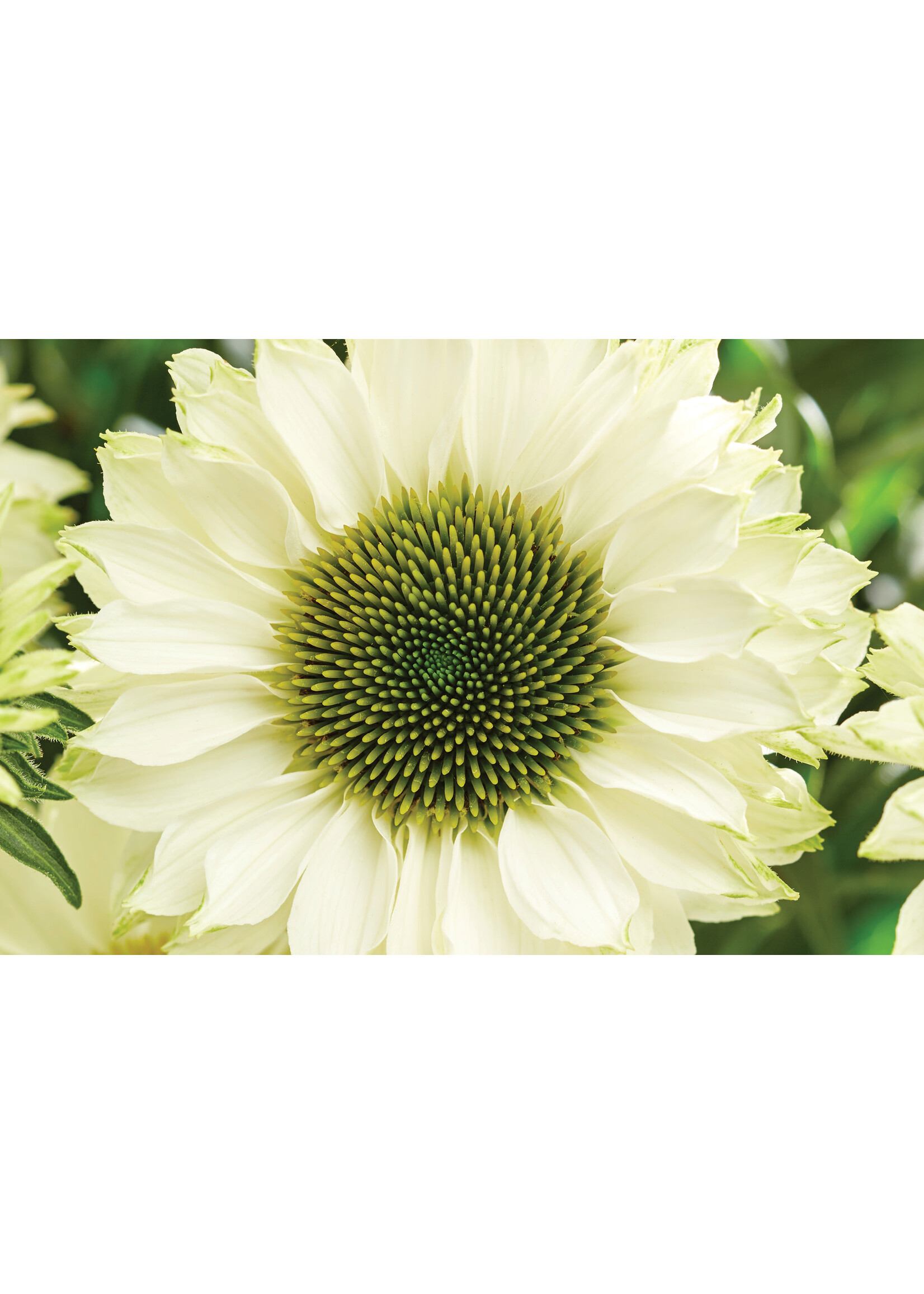 Echinacea pur. Sunseekers White Perfection, Coneflower, #1