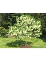Chionanthus virginicus Fringetree - White, #15