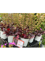 Salvia lyrata Purple Knockout Sage - Lyre-leaf, Purple Knockout, #1