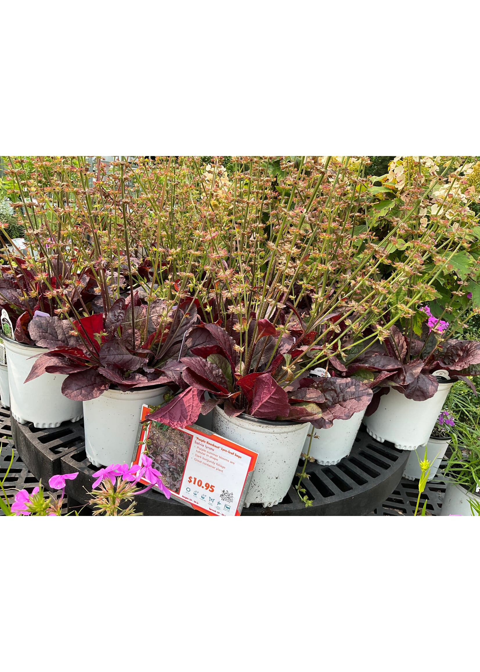 Salvia lyrata Purple Knockout Sage - Lyre-leaf, Purple Knockout, #1