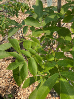 Carya cordiformis, Hickory Bitternut #7 Container