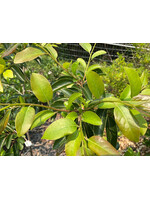 Diospyros, Persimmon #7