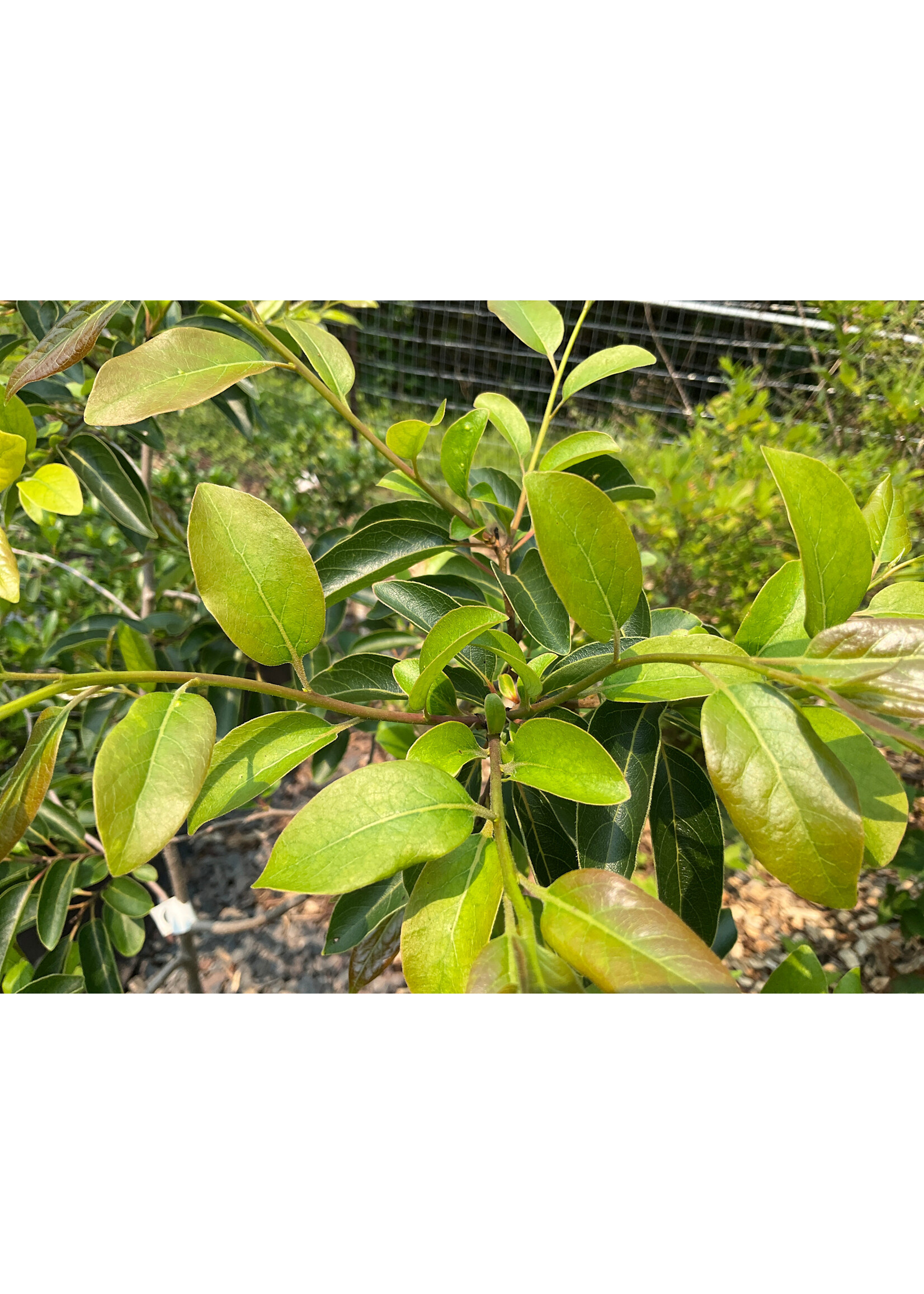 Diospyros, Persimmon #7