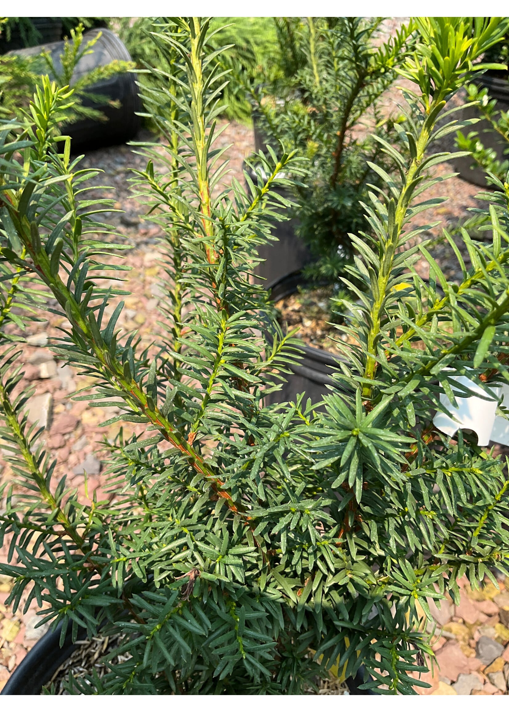 Taxus canadensis, Canada Yew #2