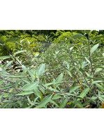 Caryopteris Longwood Blue Bluebeard, Longwood Blue, #3