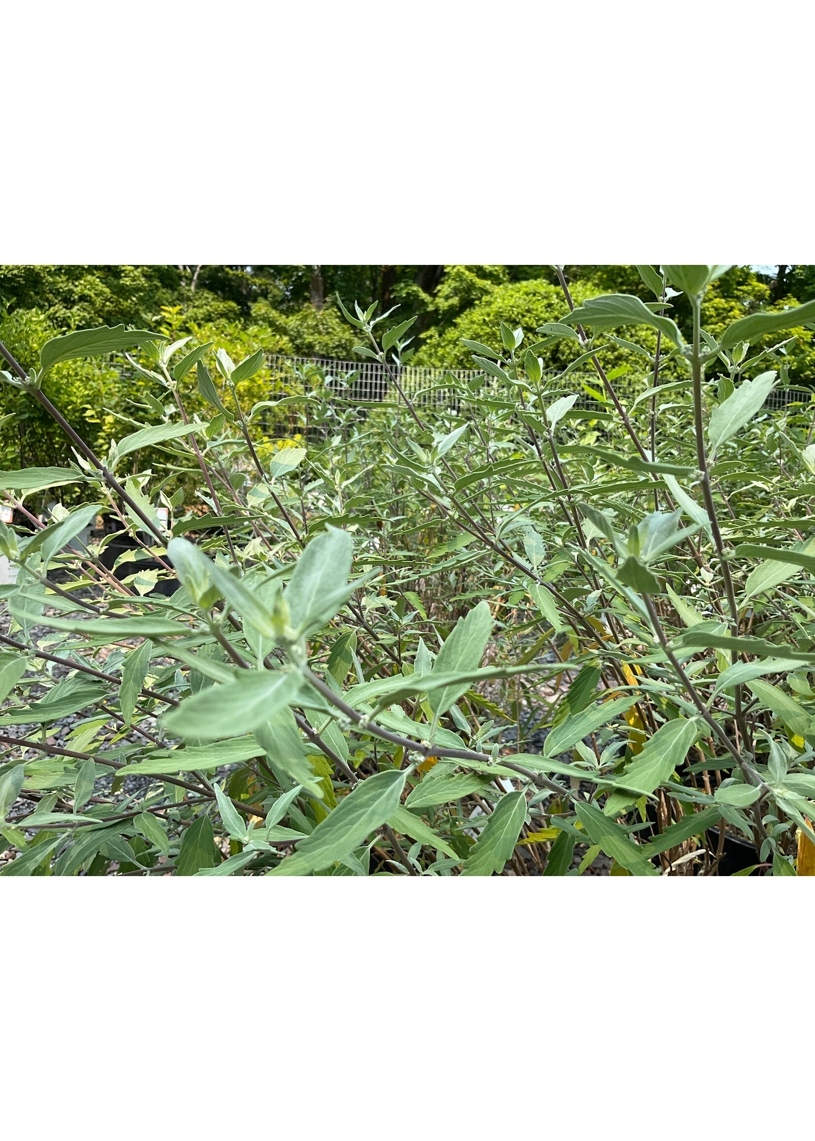 Caryopteris Longwood Blue Bluebeard, Longwood Blue, #3