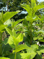 Silphium perfoliatum var. connatum, Virginia Cup Plant #1 Container