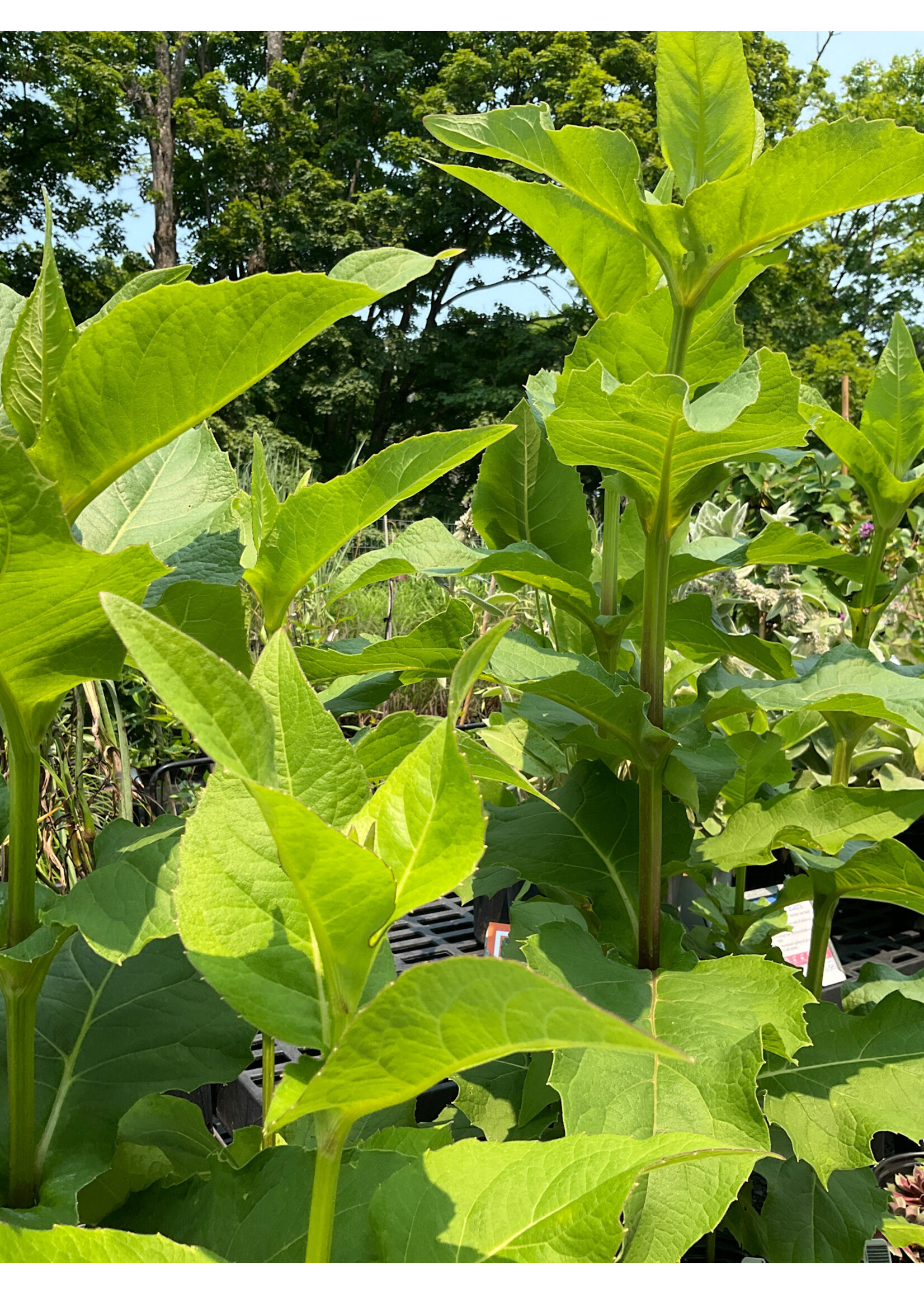 Silphium perfoliatum var. connatum, Virginia Cup Plant #1 Container