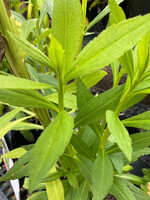 Helenium autumnale Sneezeweed, #1