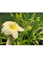 Hemerocallis Joan Senior Daylily, #1 container