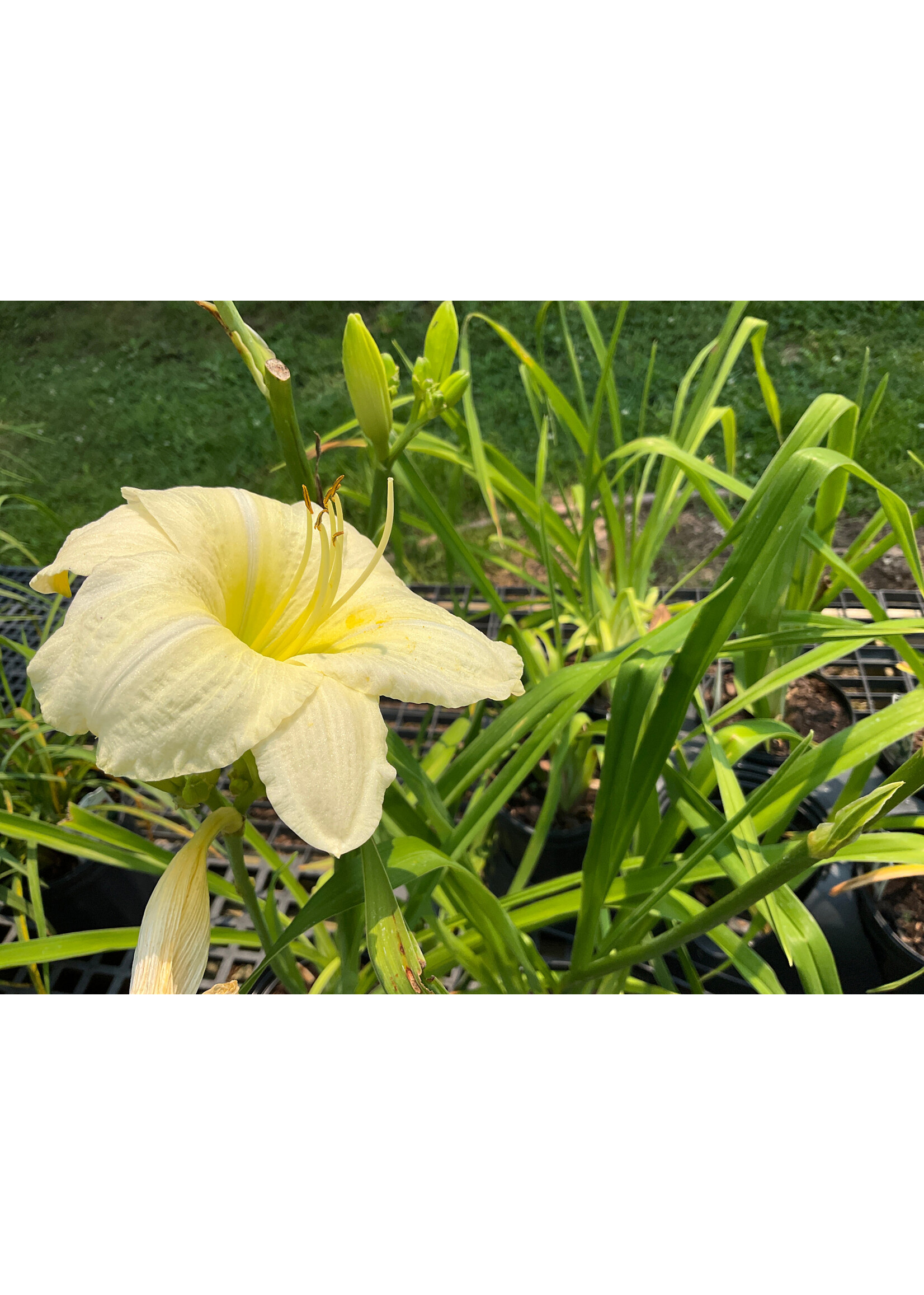 Hemerocallis Joan Senior Daylily, #1 container