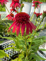 Echinacea Double Scoop™ Mandarin Coneflower #1