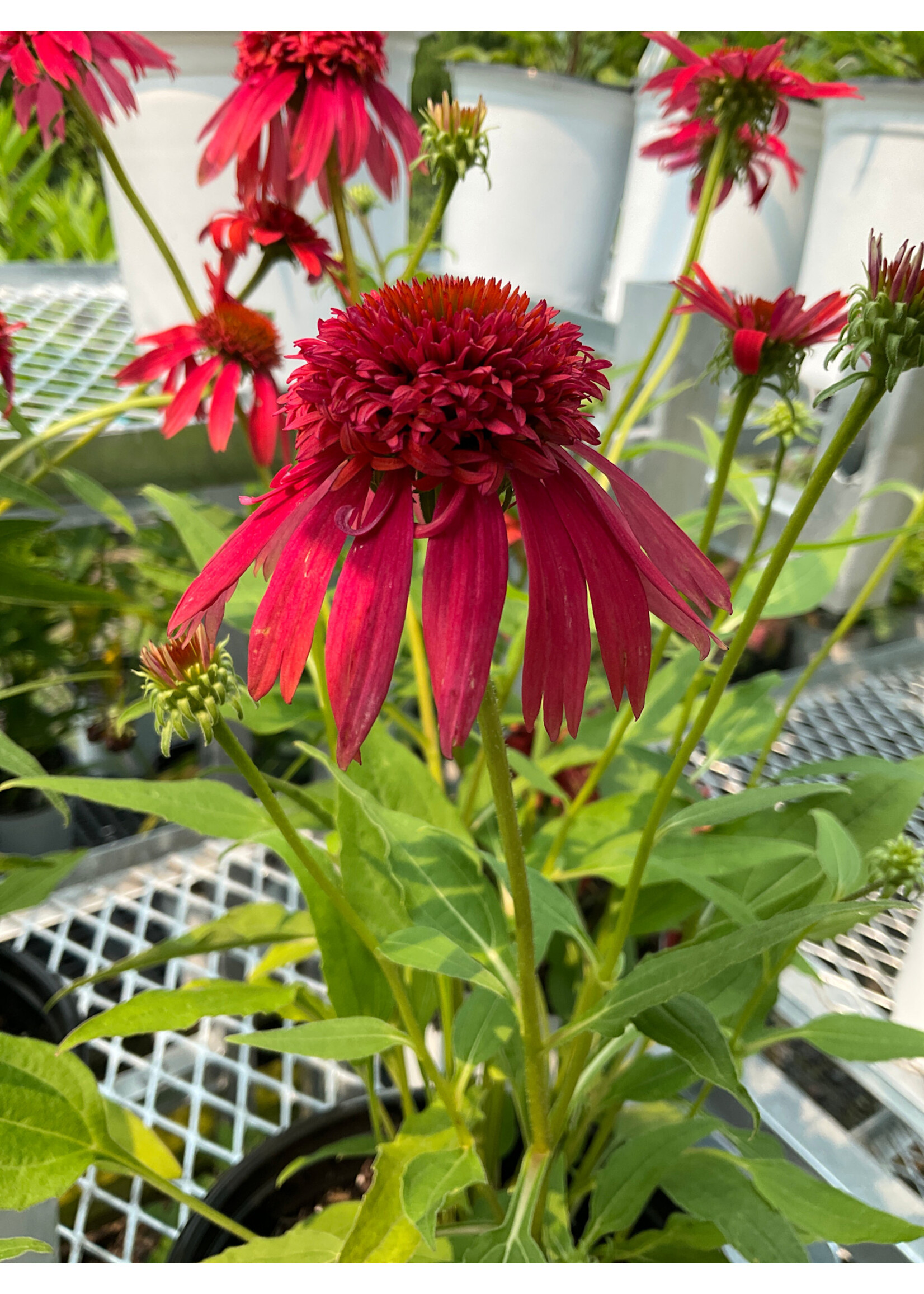 Echinacea Double Scoop™ Mandarin Coneflower #1