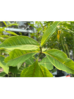 Asclepias exaltata Poke Milkweed #1