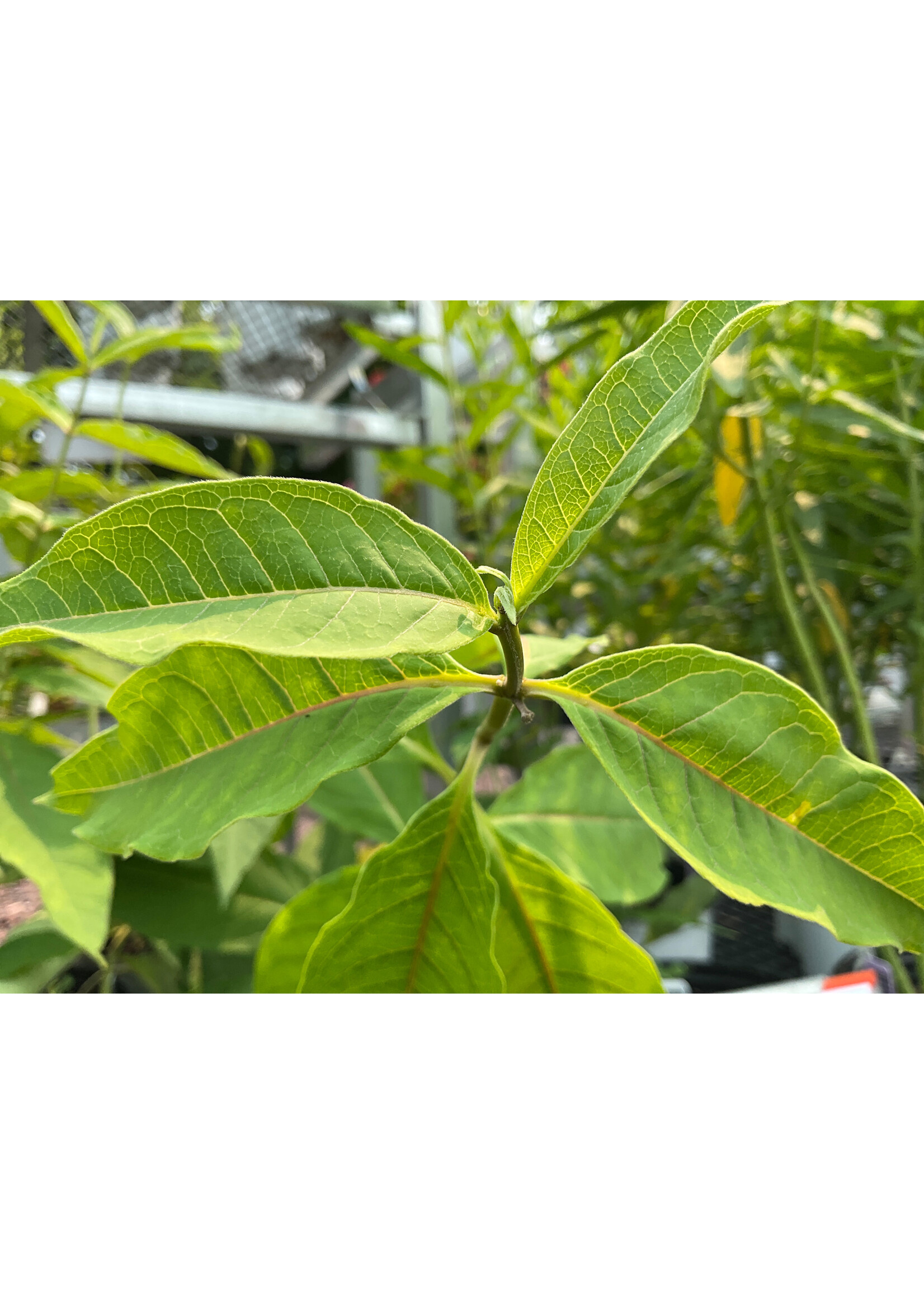 Asclepias exaltata Poke Milkweed #1