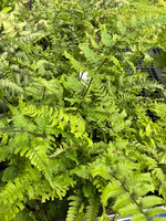 Athyrium nip. Pictum Fern - Open pollinated Japanese Fern, Pictum, #1