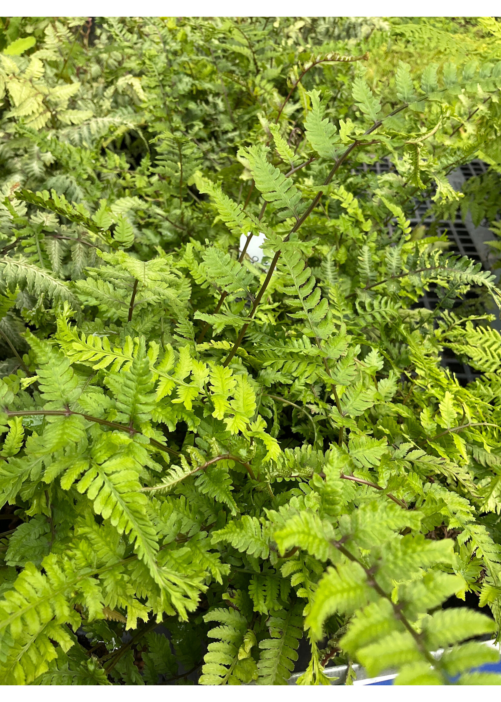 Athyrium nip. Pictum Fern - Open pollinated Japanese Fern, Pictum, #1