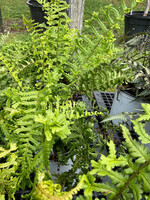 Dryopteris affinis Cristata The King Fern - Male, #1