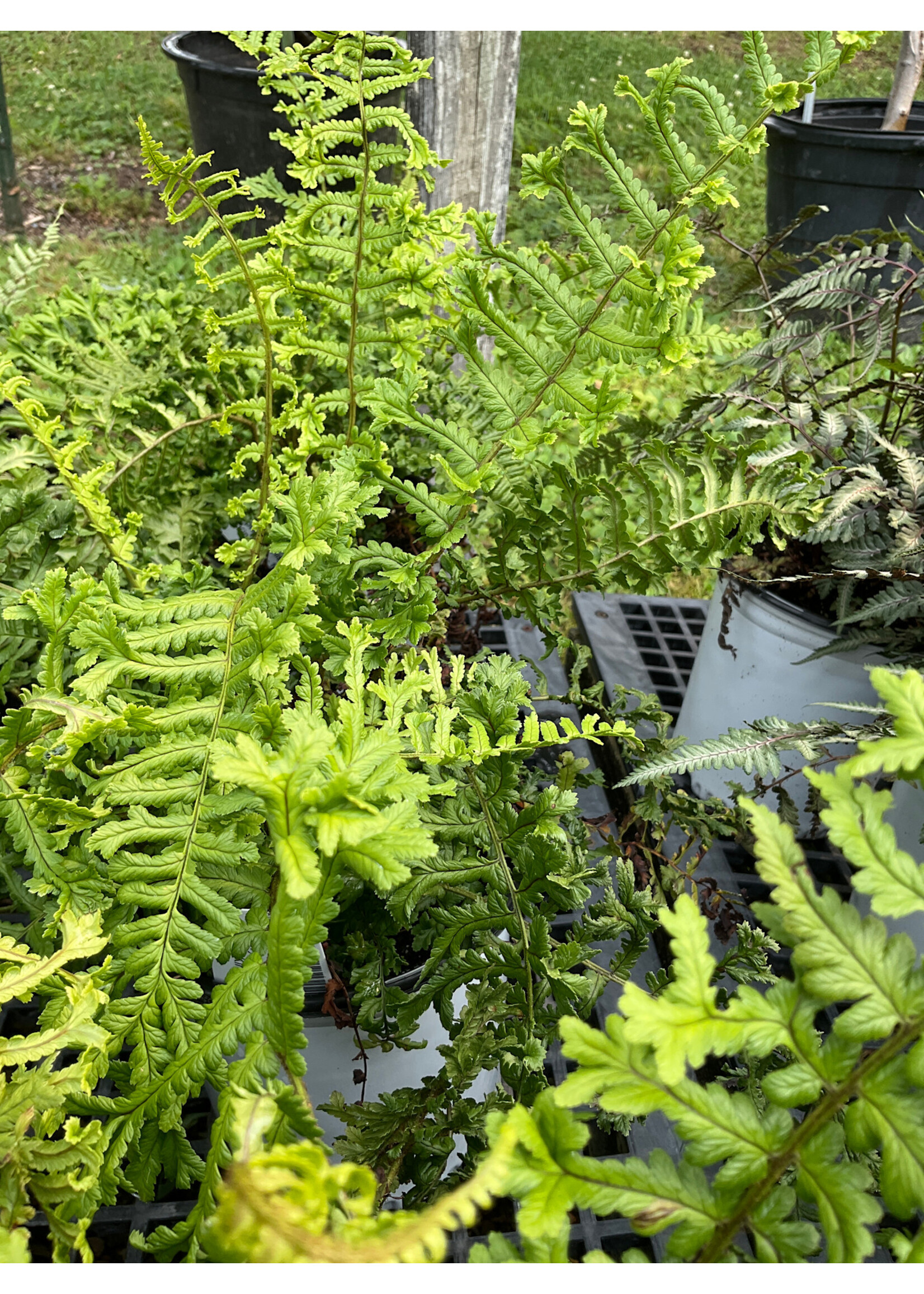Dryopteris affinis Cristata The King Fern - Male, #1