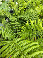 Dryopteris filix-mas Fern - Male, #1 container