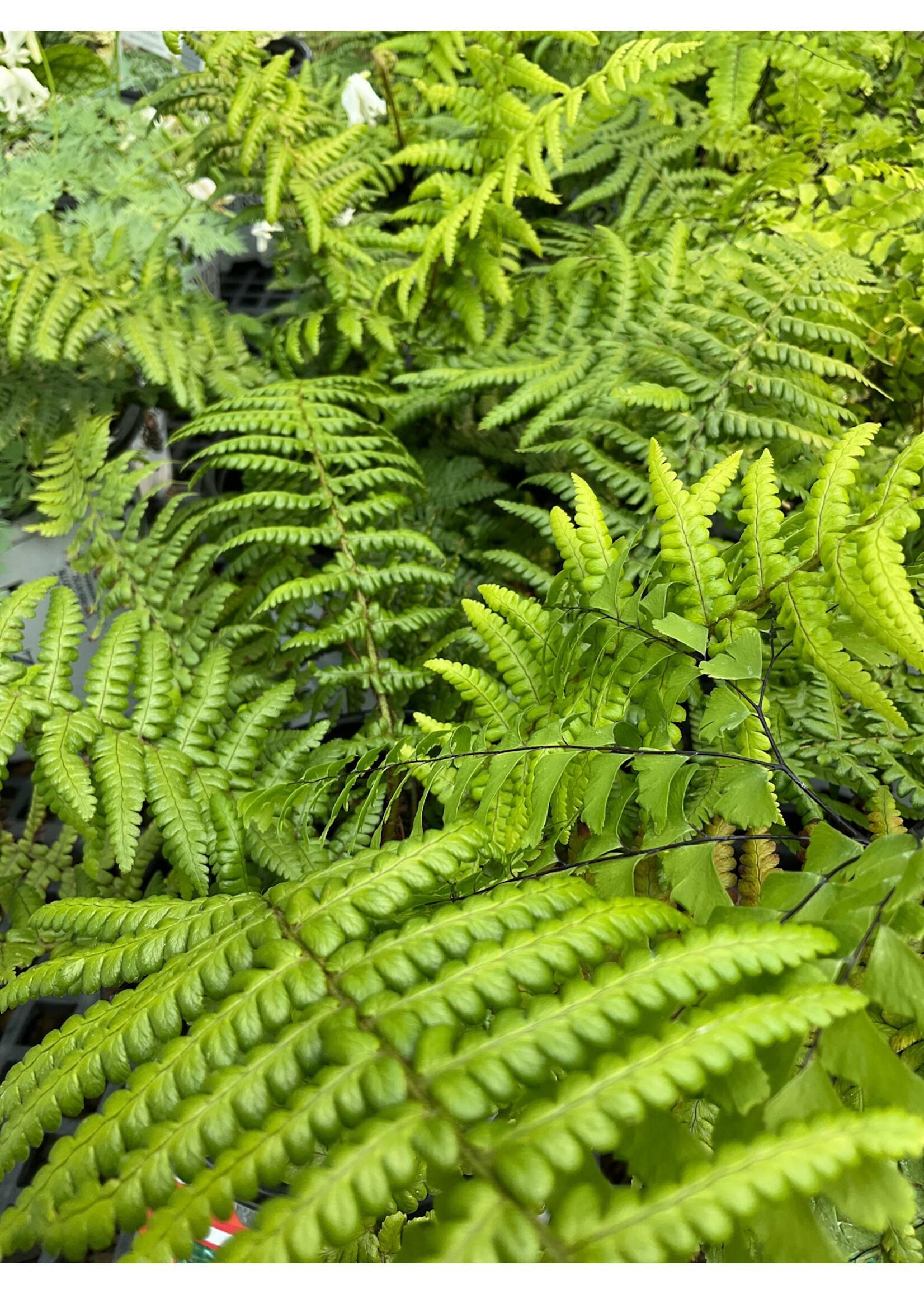 Dryopteris filix-mas Fern - Male, #1 container