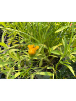 Coreopsis Lanceolata , lanceleaf tickseed, #1