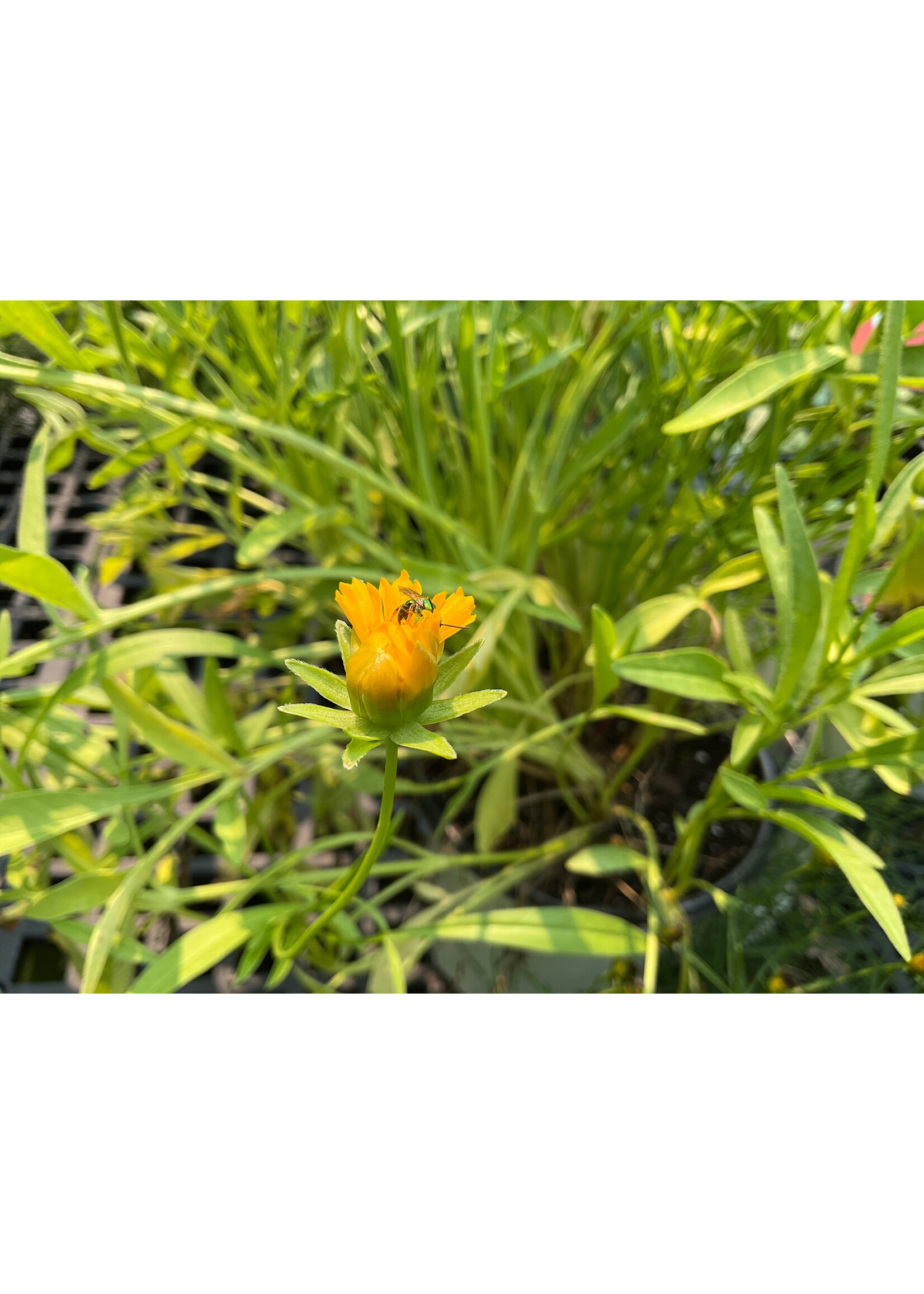 Coreopsis Lanceolata , lanceleaf tickseed, #1