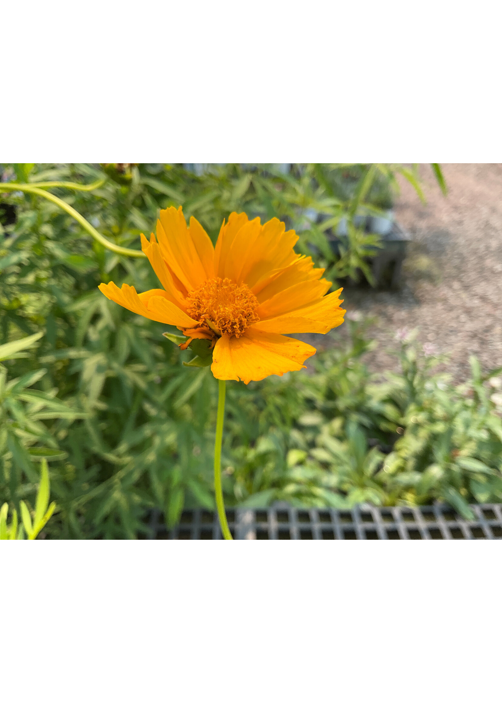 Coreopsis Lanceolata , lanceleaf tickseed, #1