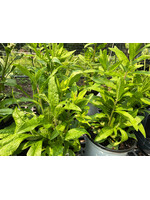Solidago fistulosa, Goldenrod #1