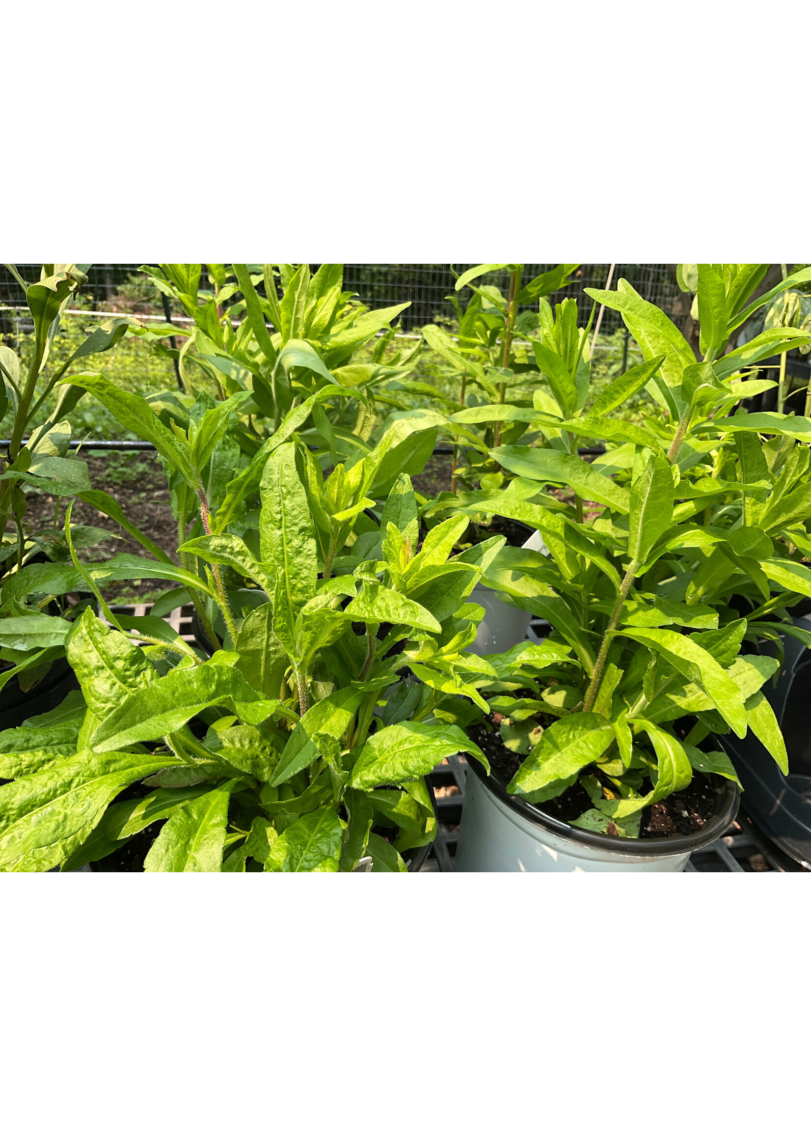 Solidago fistulosa, Goldenrod #1