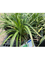 Liriope muscari Super Blue Lilyturf, Super Blue, #1