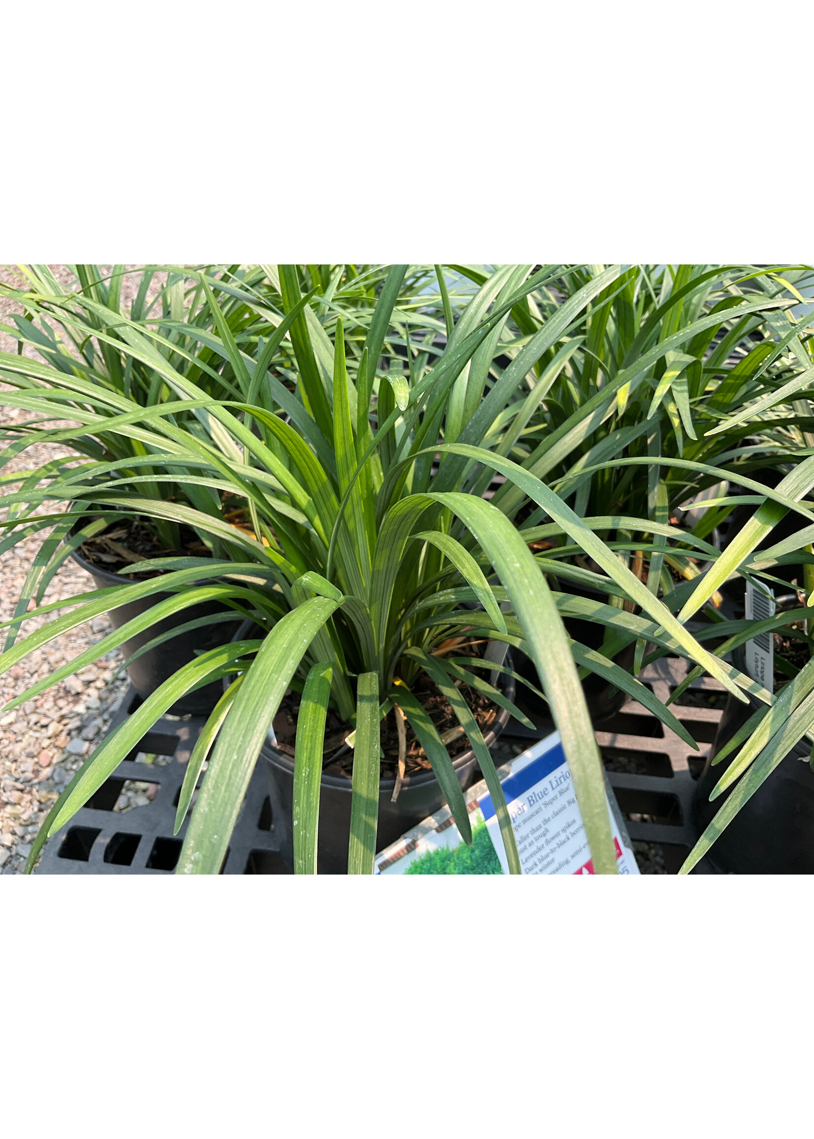 Liriope muscari Super Blue Lilyturf, Super Blue, #1