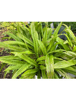 Carex plantaginea, Seersucker Sedge #1 container