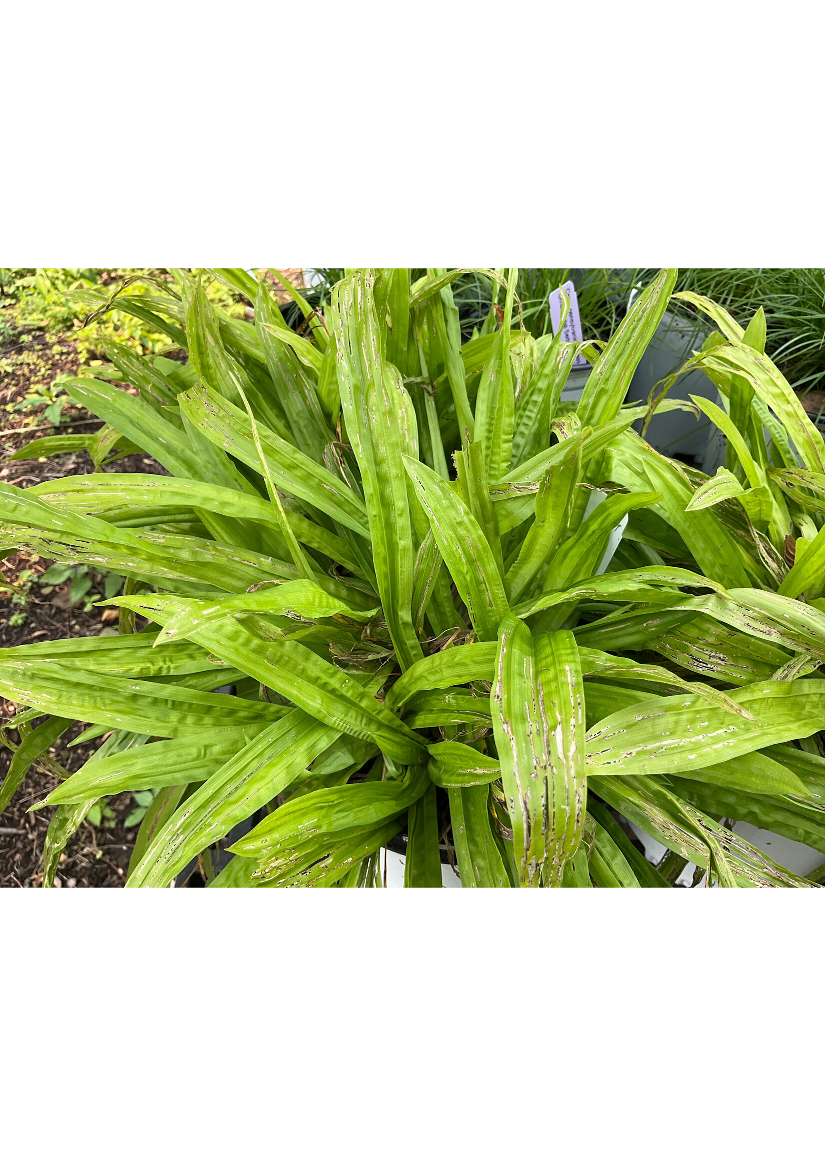 Carex plantaginea, Seersucker Sedge #1 container