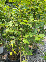 Ilex vert. - male Holly - Winterberry, Male, #7