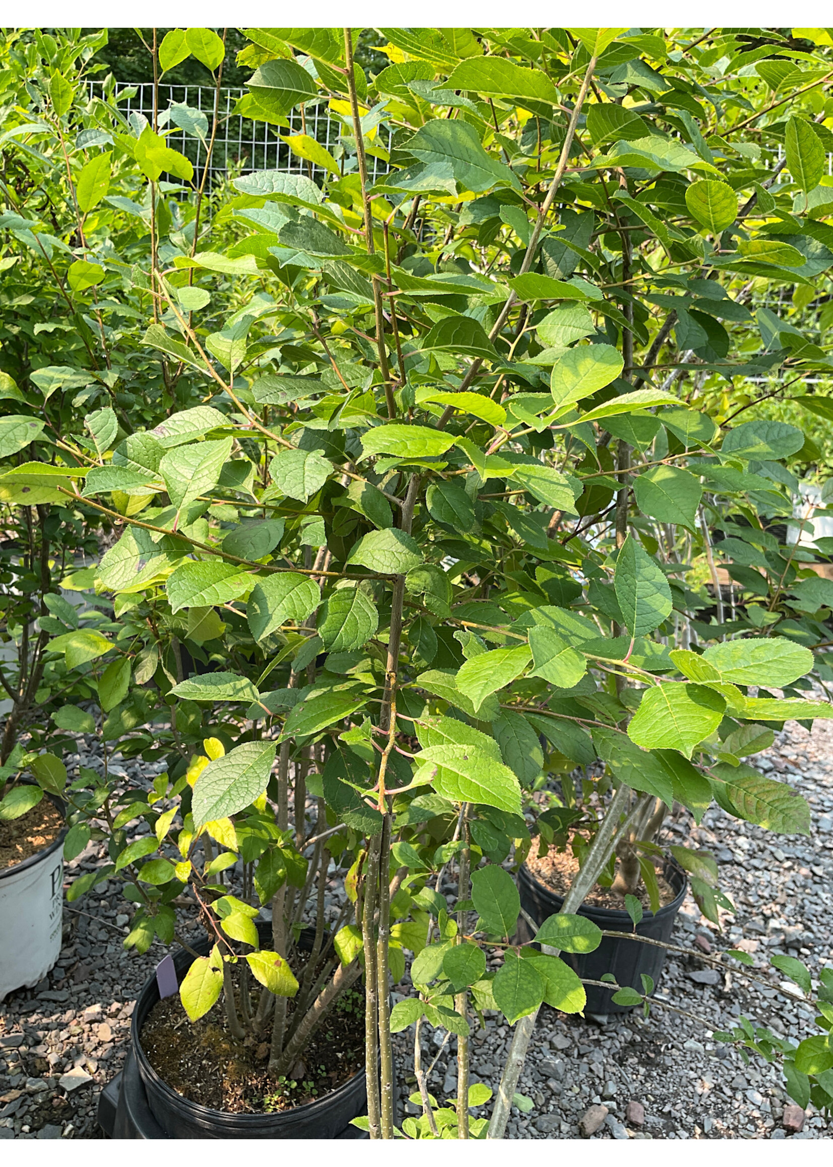 Ilex vert. - male Holly - Winterberry, Male, #7