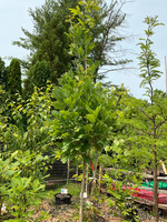 Quercus c warei x alba Birthday Candle, Oak Hybrid #10